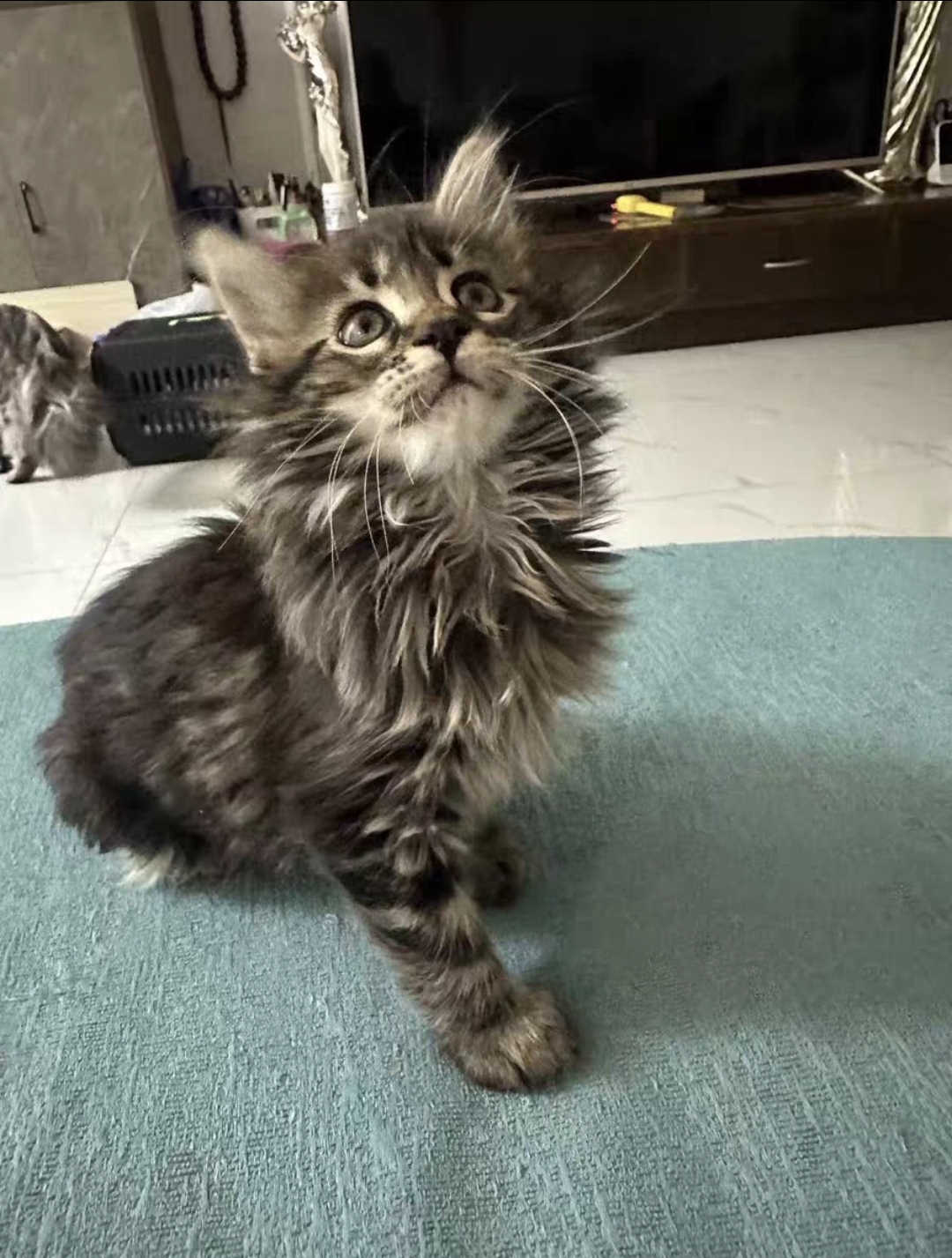 棕虎缅因妹妹，两个月，两针疫苗，活泼可爱，性格好